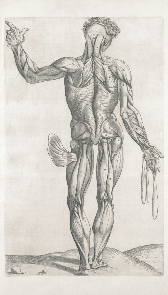 Drawing of musculoskeletal system in the body