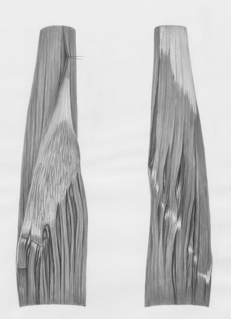 Drawing of muscle tissues